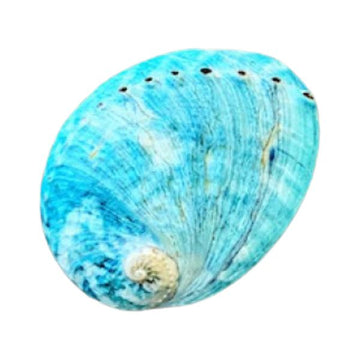 Blue abalone shell - sustainable smudging bowl